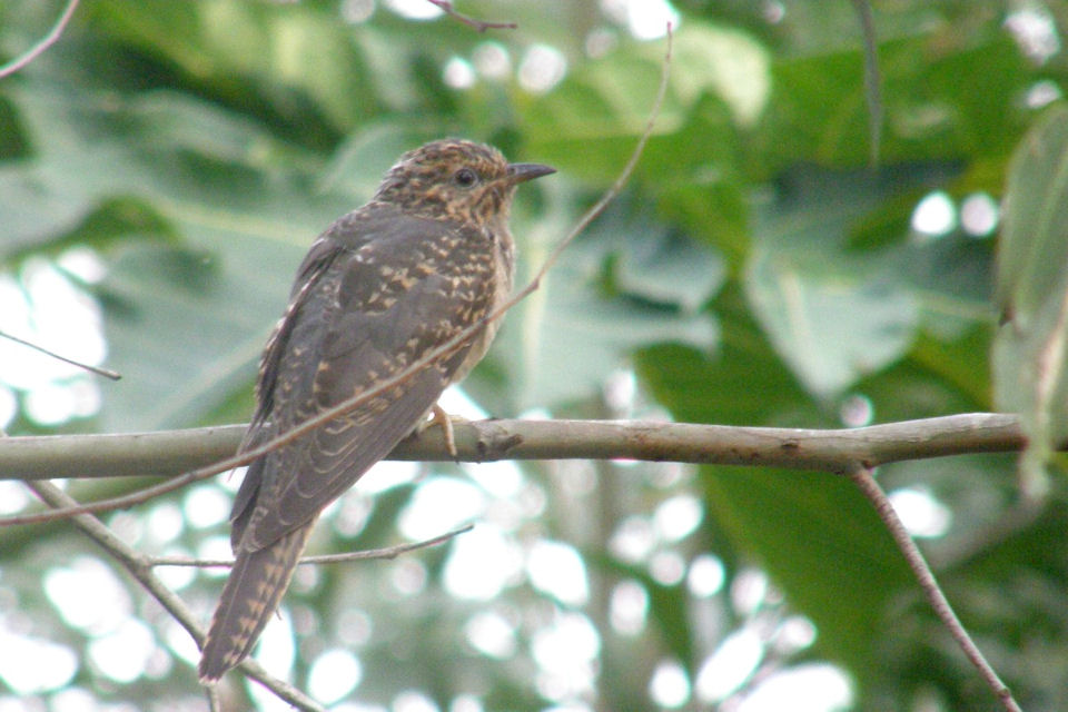 Brush Cuckoo (Cacomantis variolosus)